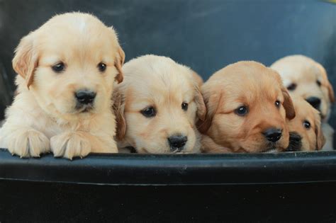 First vaccinations, dewormed, and vet checked. Reserve your golden retriever puppy from Windy Knoll ...