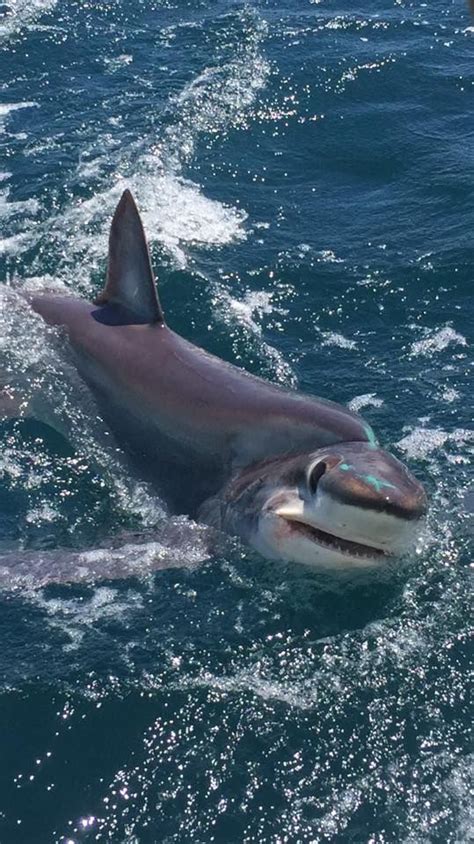 Big Eye Thresher Shark Caught On Our Shark Fishing Charter Hes