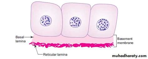 Epithelial Tissue Pptx D Alaa Muhadharaty