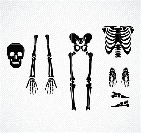 Skeleton Parts Svg Skeleton Svg Skeleton Parts Png Halloween Svg