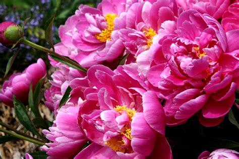 Free Picture Bright Pink Petals Peony Flowers