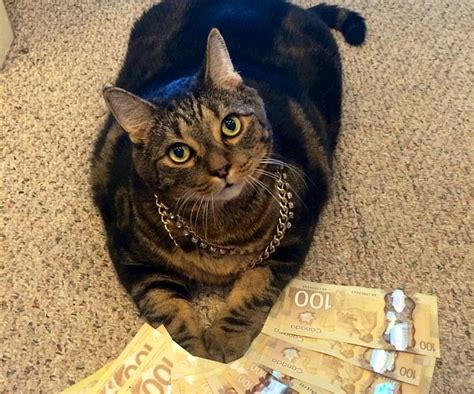 Funny Pictures Of Cats Posing With Money