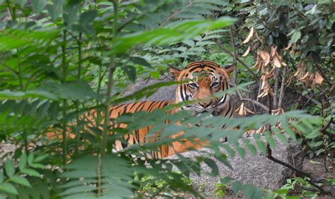 Hidden Tiger By Tigerzclaws On Deviantart