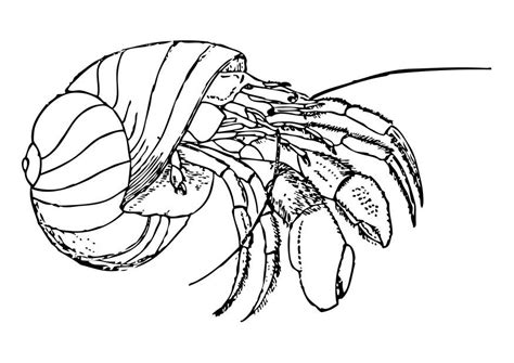 Hermit crab on white background. Coloring Page hermit crab - free printable coloring pages ...