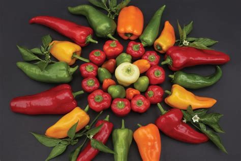 The Bell Pepper Growing Stages A Comprehensive Guide To 7 Bell Peppers