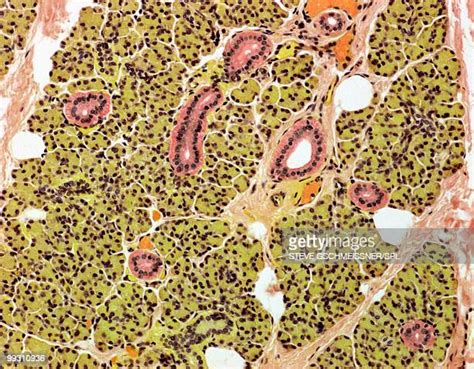 Salivary Gland Photos And Premium High Res Pictures Getty Images