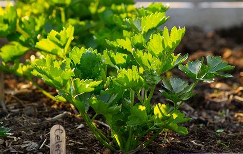 The time for picking celery is usually after it has been planted for three to five months and should happen before temperatures soar. How To Grow Celery ⋆ Big Blog Of Gardening