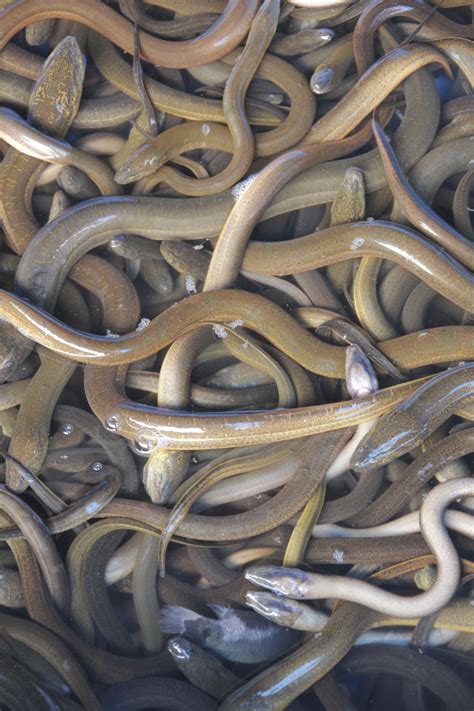 Mysterious Eels Mating Migration Tracked Live Science