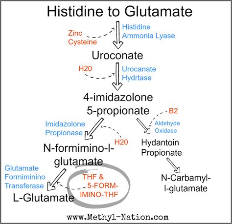 Methyl Nation Histamine Metabolism