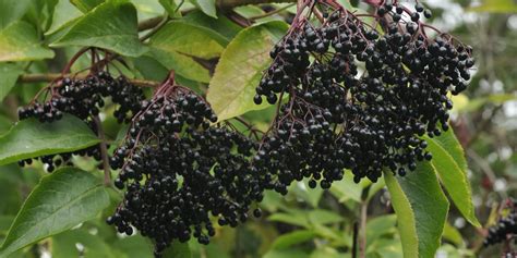 How To Grow Elderberry Bushes Add Super Fruit To Your Landscape