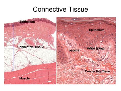 Ppt Histology Connective Tissue Powerpoint Presentation Free