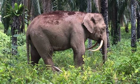 Raro Elefante Com Presas Ao Contr Rio Encontrado Na Mal Sia Jornal