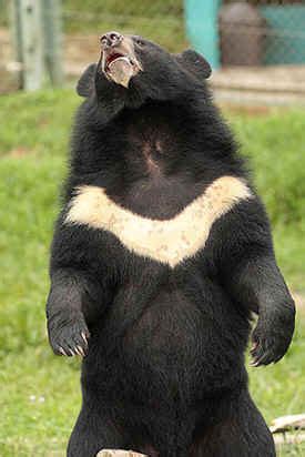 Vietnam bear sanctuary saved from eviction