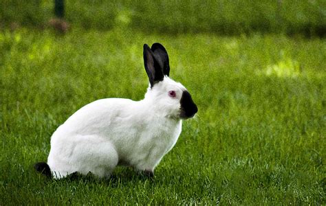 Himalayan Different Breeds Of Rabbits