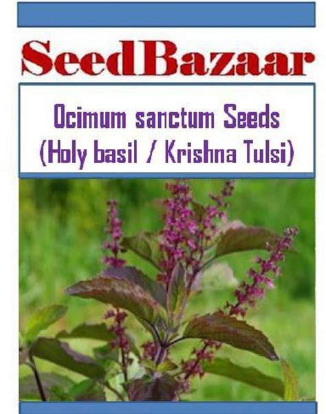 Seedbazaar Tulsi Krishna Tulsi Holy Basil Ocimum Sanctum Black