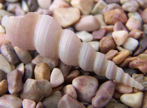 Pictures Of Seashells Pink Auger Spiral Sea Shells