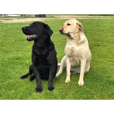 We will train your new labrador puppy here at our home, or we will send your little puppy to our off premises training facility where we have a full professional dog training staff. 11 month old black Labrador retriever puppy for adoption in Sacramento, California - Puppies for ...