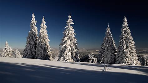 1920x1080 Snow Winter Forest Trees Spruce Coolwallpapersme