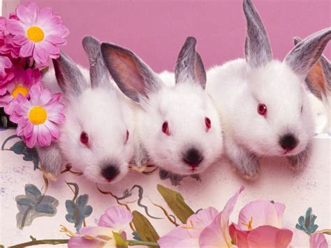47 Cute Baby Bunnies Wallpapers Wallpapersafari