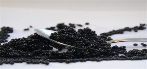 Caviar Visite guidée chez Perlita La vie d une curieuse