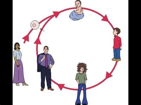 Last stage of human life cycle. Humans Life Cycle Video for Kids - Science for Kids - YouTube