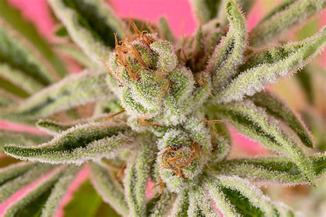 The Real Reason Some Strains Turn Different Colors Planet 13 Las Vegas