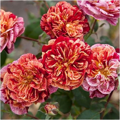 You can't beat them for an explosion of color. ZIGGY| Floribunda/ Matthews nursery | Plants, Fragrant ...
