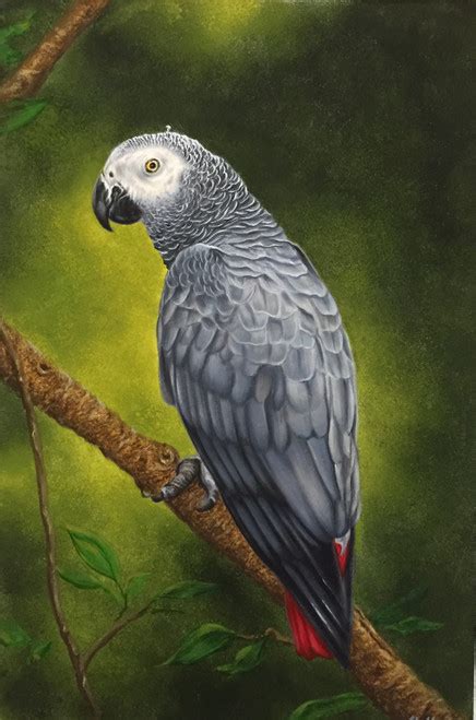 Buy African Grey Parrot Handmade Painting By Sudhir Suvarna Codeart