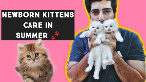 Newborn Kittens Care In Summer How To Take Care Of Newborn Kittens