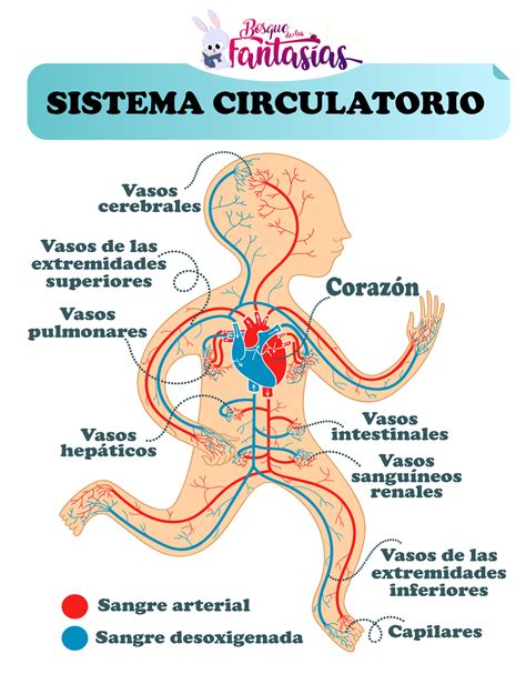 El Sistema Circulatorio Esquemas De Su Funci N Para Ni Os