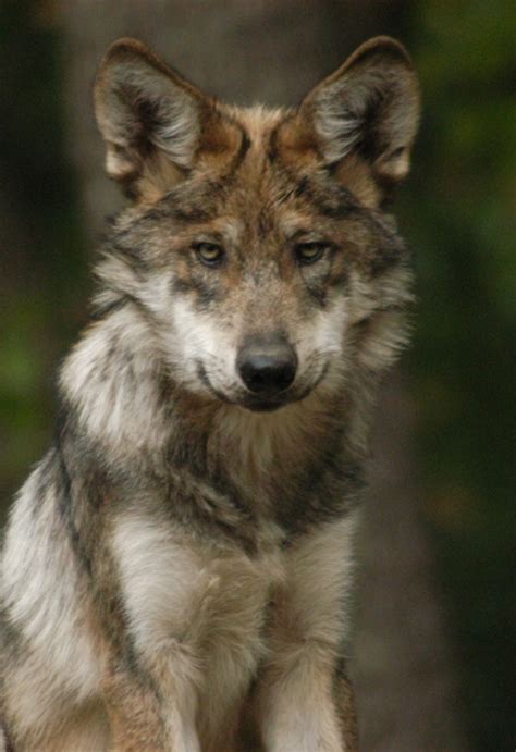 Revised Mexican Wolf Recovery Plan Aims To Improve Protections Us
