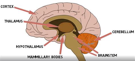 Know Your Brain Hypothalamus Neuroscientifically Challenged