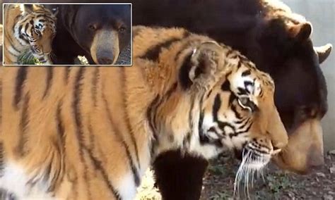 Video Of Tiger And Bear Sharing The Love As They Nuzzle Their Faces
