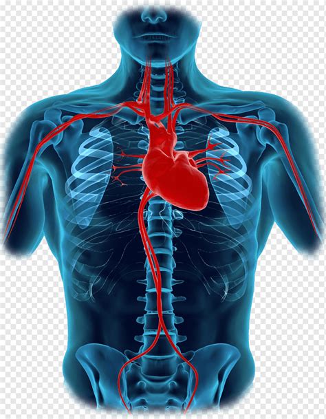 Human Body Heart Diagram Organ Anatomy Human Body Parts Tshirt Human