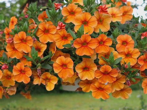 Send flowers by post to anywhere in the uk from just £13.99 with free delivery. Petunia Orange Beautiful'flowers Kingdom Plants Hanging ...