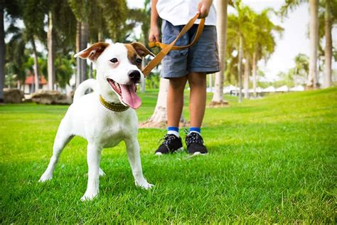 Dog Walking Equipaws Pet Services