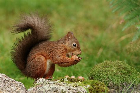 1920x1080 Resolution Brown Squirrel Eating Near Green Grass Field Hd