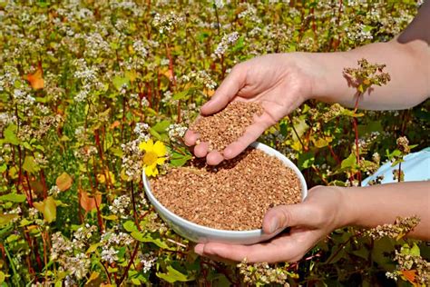 If they germinate this late in the season the seedlings will be too young to survive the winter conditions. How to Grow Buckwheat Plant in Your Garden - The Daily Gardener