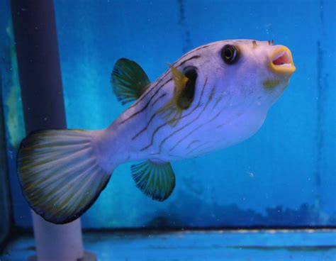 Striped Pufferfish Arothron Manilensis Zoochat