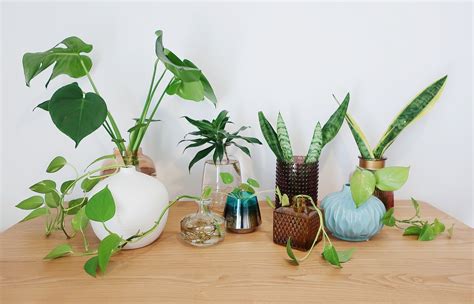 Long spring and summer days of sunlight are what trigger the flowering process in most annual and edible plants. Best Indoor Plants You Can Grow In Water | Linlin Interiors