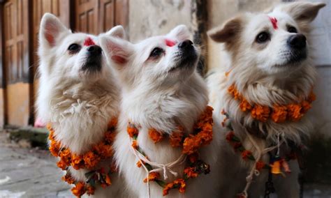 5 Days In Tihar Festival Everything You Wanted To Know