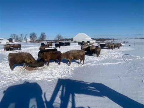 Managing Cold Stress In Cattle Brownfield Ag News