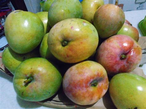 One big proof is that our mangoes especially those coming from guimaras island are reportedly served at both the white. Living with Nature - School on Blog by Dr. Abercio V ...