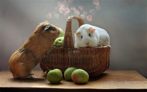 Download Wallpapers Guinea Pigs Basket Cute Little Rodents White