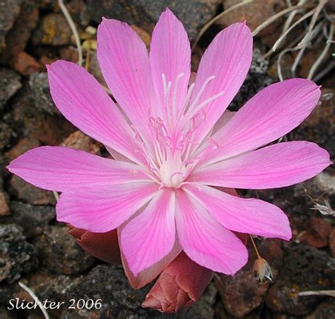 Montana State Flower Facts Lorretta Ivy