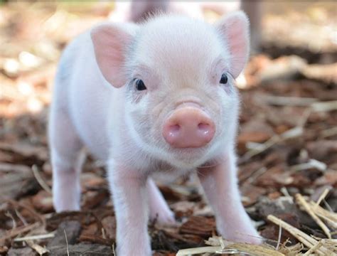 Pin By Tina Cardwell On Animales ♥ Micro Pigs Cute Piglets Cute