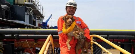 Oil Rig Workers Rescue A Dog Found Swimming In The Ocean Miles From The