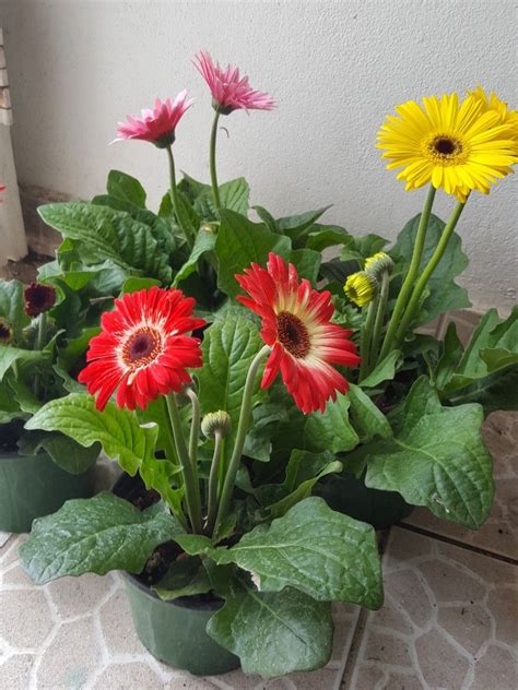 The Complete Gerbera Daisy Care Guide Artofit