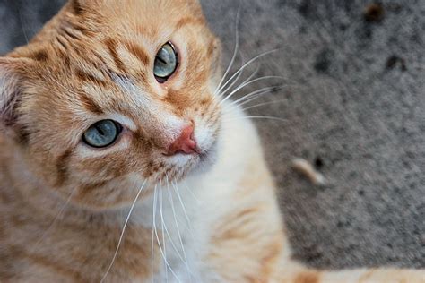 Fun Facts About Orange Tabby Cats The Purrington Post
