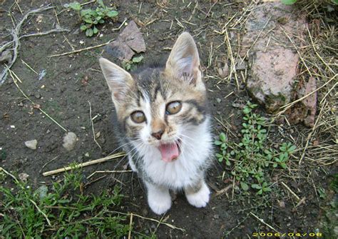 teasing kitten by lyanasilverarrow on deviantart